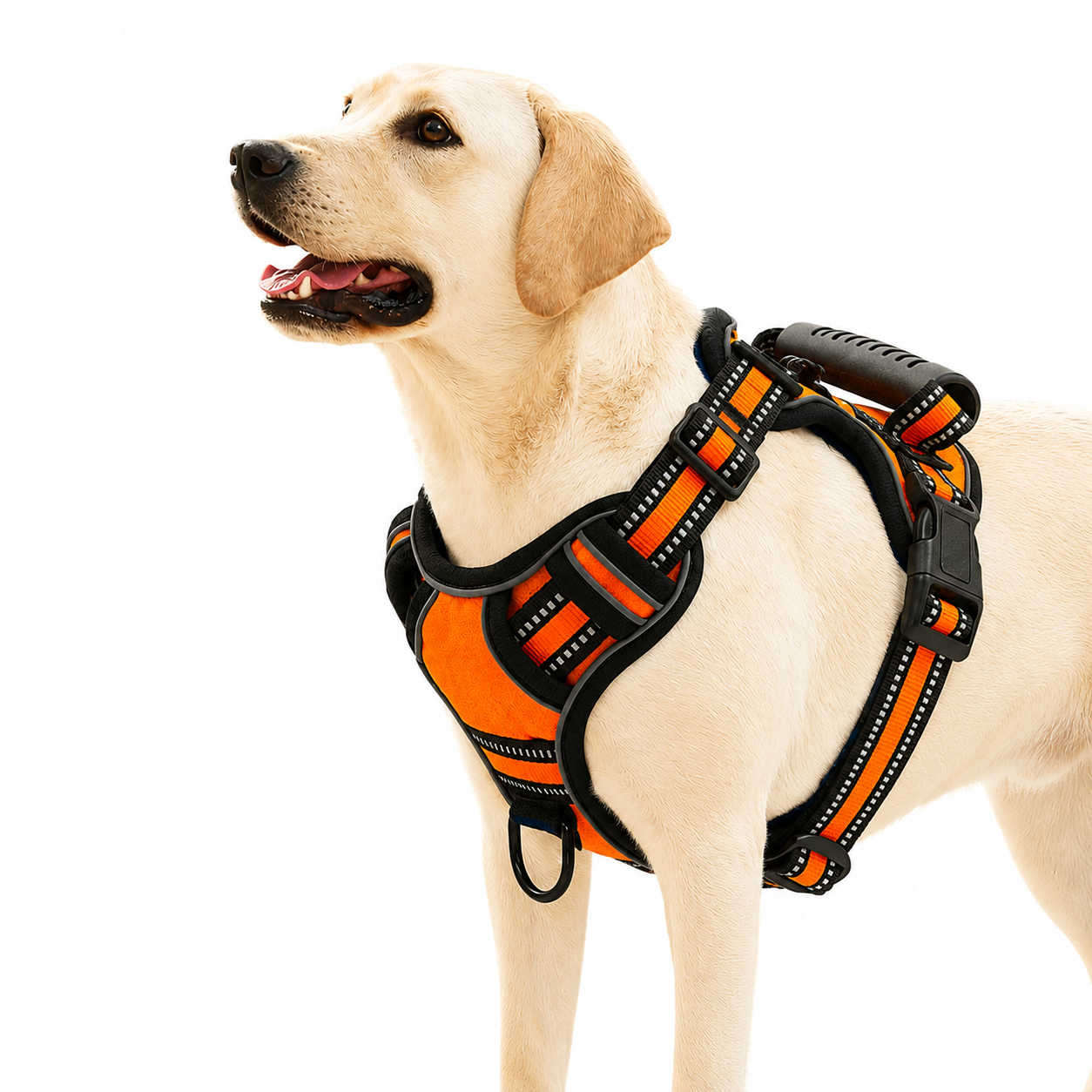 Dog wearing an orange and black harness on a white background